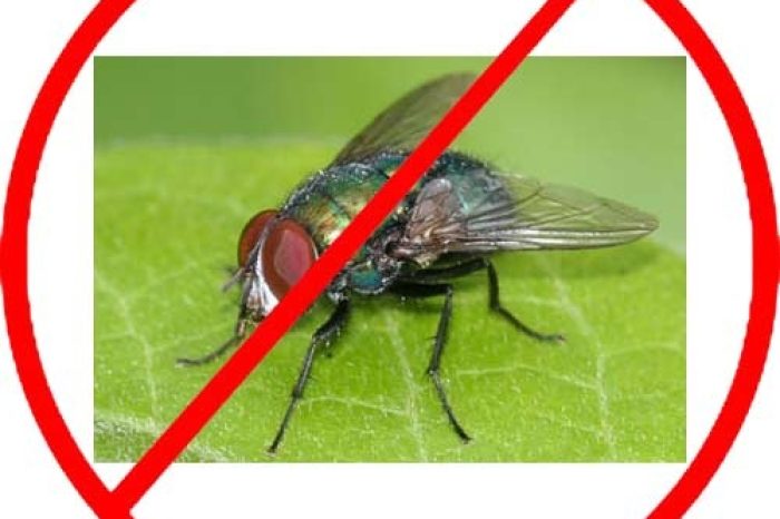 flies-control-service