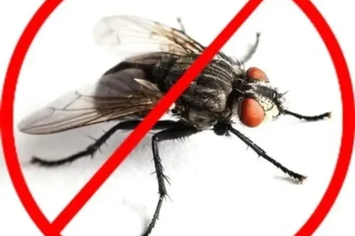 housefly-pest-control-services-500x500